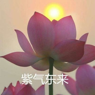 一个政治预言者如何书写顿巴斯“灰色地带”